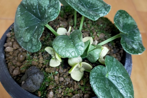 カンアオイに魅せられて！！ - 2024年03月