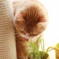夏の朝の猫。
