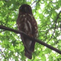 蔵出し画像金龍寺のアオバズク2🦉📸（太田市）