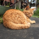 『9月1日は、茶トラ猫に感謝をする日(だそうです。)』の画像