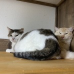 保護猫譲渡るーむ（仙台市　あにまるロック診療所）