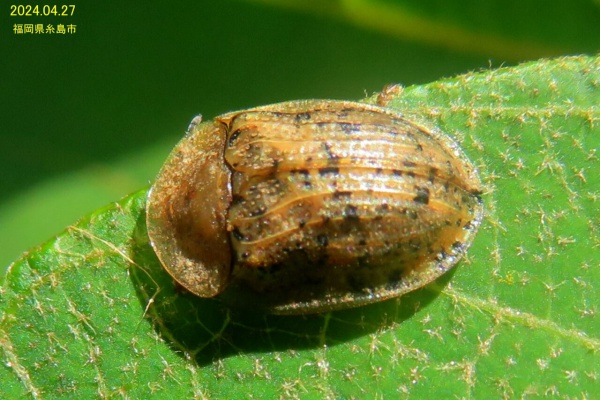 新・動植物歳時記 新・動植物歳時記 新・動植物歳時記
