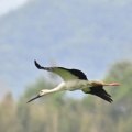 コウノトリ