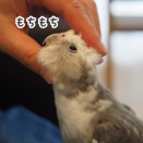 こねられるクスィー