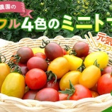 『ふるさと特産品 いわき農園さんの4色のミニトマト』の画像