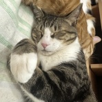 猫式ブログ～里親募集型猫カフェ