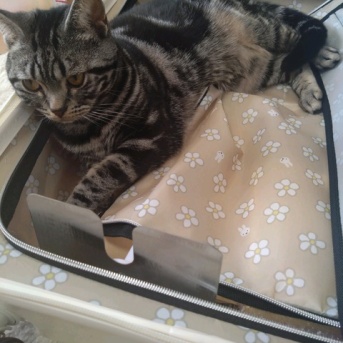 実物のﾈｺﾁｬﾝたちセカンド127