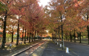 いきいきランド、ミルキーウェイのカエデ並木、秋色に色づいてきている！