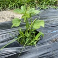 2026年度綿の栽培記録：芒種。間引き、除草、土寄せ