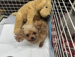 シェルター物語りです🩷