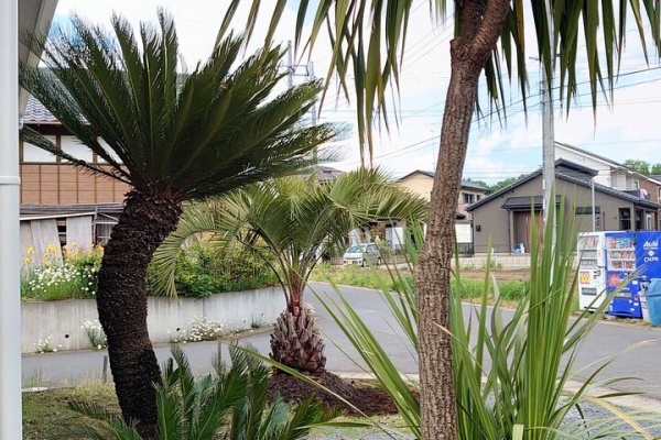 茨城県 ヤシの木販売 パームスガーデン Hokota リゾート風庭園
