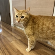 マレーシア生まれの猫は日本の冬に対応できるのか？