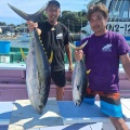 イワシの泳がせ　マグロ