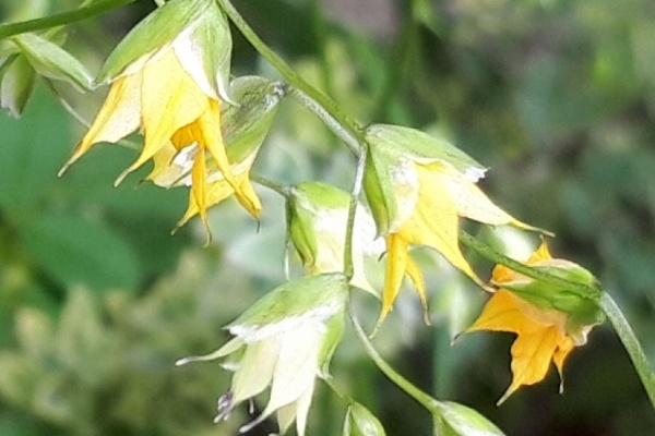 マニアックmomの庭 種まき