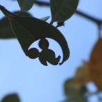 ディズニーさんぽ