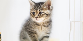 【雑談】オスとメスの猫を飼ってるけど、オス猫の体臭変わってきた。