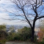 大阪の歴女と歴犬