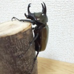 アトラスオオカブト好きのブログ