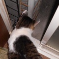 猫に小判を与えたら。 埋蔵金：千八百八拾九両　開けろ入れろぉ～、言ぅ～ときながらぁ・・・。