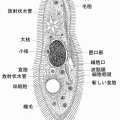 なんで生物は老いるんやろうな？