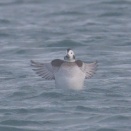 コオリガモのパタパタ Long-tailed Duck