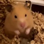 マヂラブ野田さん、ペットのハムスター愛がすごいと話題に！「元々は邪な気持ちで飼い始めたのに…何も嫌なことが起きないでほしい」
