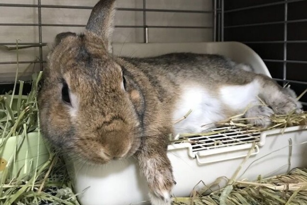 うさぎのきた道 チェスナット