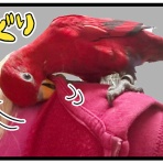 えるポピ・ハッピーオタクライフ