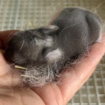 うさぎ専門店ラビッツファーム子うさぎ成長記録