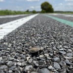 『だいしゅち』