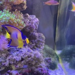 猫吉の海水魚日記