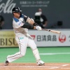 【朗報】日ハム佐藤龍世、ファンからの評価上々