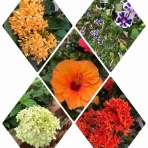 南坊園のブログ