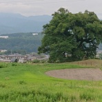 わに塚の桜　四季　２０２６　(地元発信)