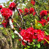 ��🌸��🌸�٤β���