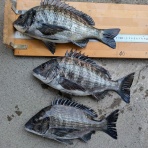 千倉港の海況日記　釣具屋あどう