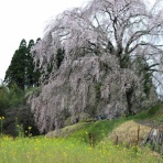 やまやま再発見