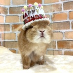うさぎブログ　うさぎのしっぽ公式ブログ「日々しっぽ」