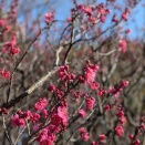 翔くん日テレ選挙特番キャスター・ニノWBCスペシャルサポーター就任