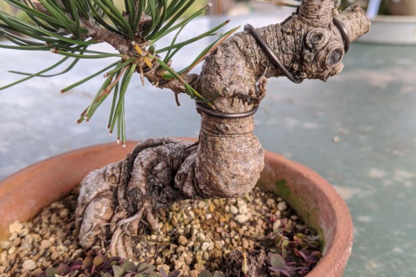 続・盆栽擬き日記 - 黒松