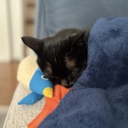 【猫写真】寒い日の黒猫たち