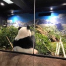 パンダちゃん　さようなら