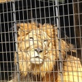 大内山動物園に行ってきました。　②