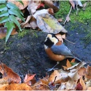 水場のカラ類３種とメジロちゃん