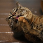 ねことアパートと1人暮らし～とらやんとおらと～