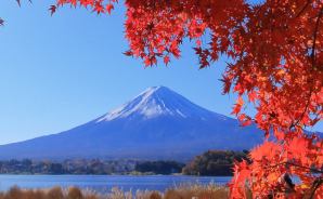 絵になる 積雪の富士山と紅葉