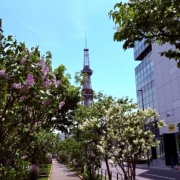 ラッキーライラックを探してね！（札幌創成川沿いの道）