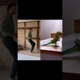 『ダンスを踊るオウムと同じダンスを踊ってみた』の画像