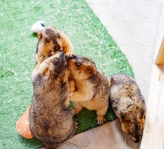 【守口】1号線ぞい浜町のフィル・パークにつくってたアニマルカフェ「マーモット村」がオープンしてる。西日本初出店