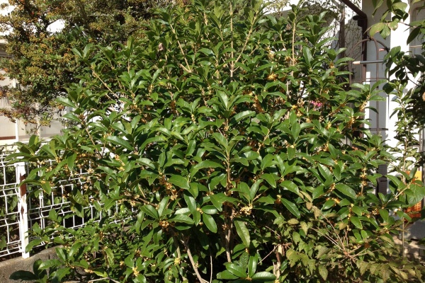 すいぎゅう おじさんの いてこうわい 病気のこと